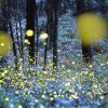 Ubud Evening Firefly Watching Tours and Experience Traditional Balinese Life