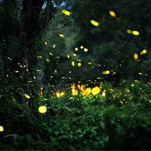 Ubud Evening Firefly Watching Tours and Experience Traditional Balinese Life