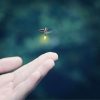 Ubud Evening Firefly Watching Tours and Experience Traditional Balinese Life