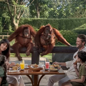 BALI ZOO - BREAKFAST WITH ORANGUTAN