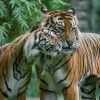 Bali Zoo Entrance Tickets