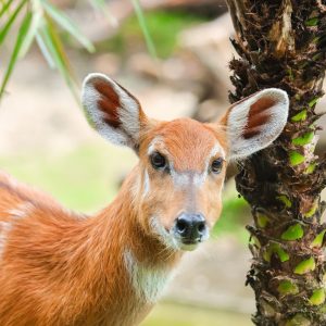 Bali Zoo Entrance Tickets