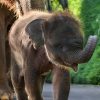 Bali Zoo Entrance Tickets