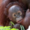 Bali Zoo Entrance Tickets