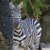 Bali Zoo Entrance Tickets