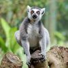 Bali Zoo Entrance Tickets
